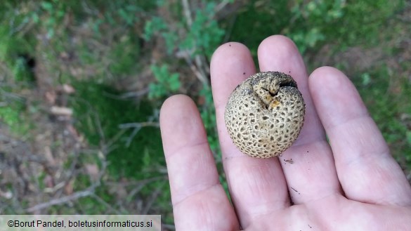 Scleroderma citrinum