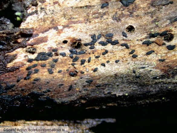 Hysteropatella prostii