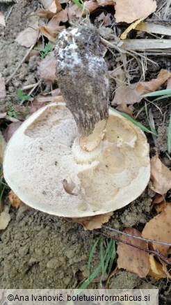 Leccinum scabrum