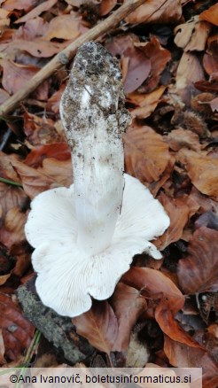 Tricholoma columbetta