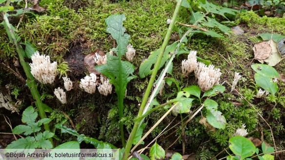 Artomyces pyxidatus