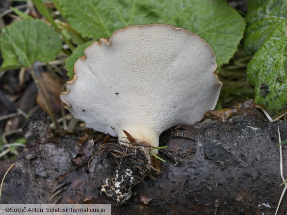 Polyporus tuberaster