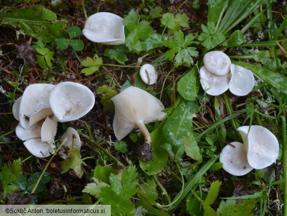 Clitocybe phyllophila