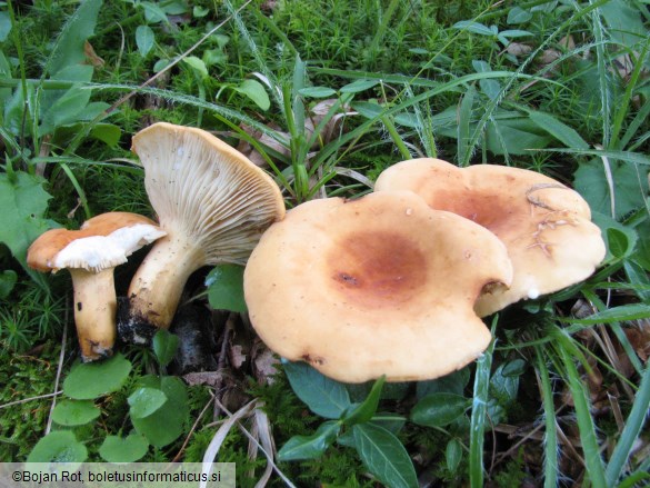 Lactarius volemus