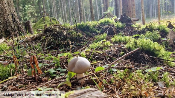 Hygrophorus agathosmus