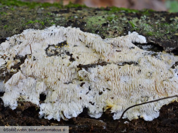 Dentipellis fragilis
