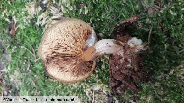 Paxillus involutus