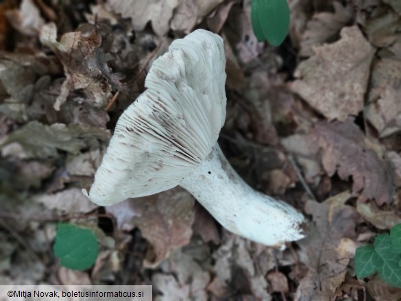 Russula adusta