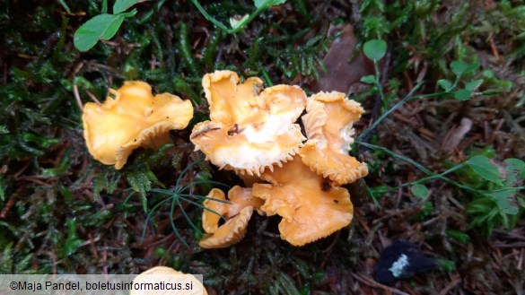 Cantharellus cibarius