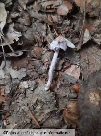 Inocybe geophylla var. lilacina