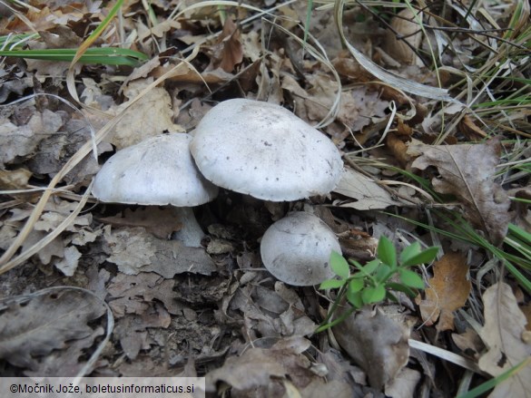 Tricholoma bresadolanum