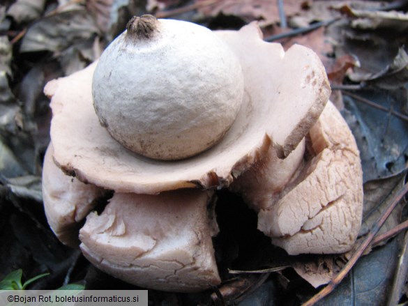 Geastrum triplex