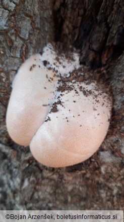 Lycogala flavofuscum