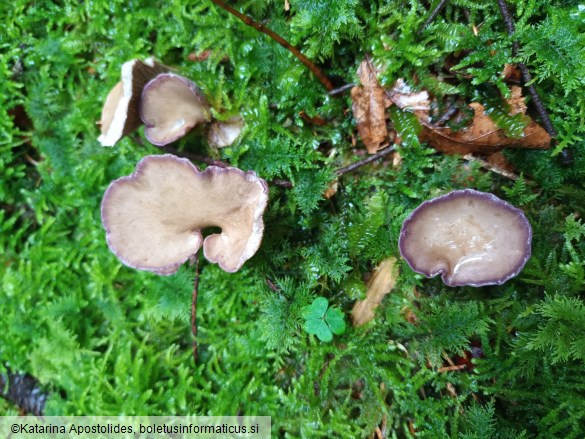 Gomphus clavatus