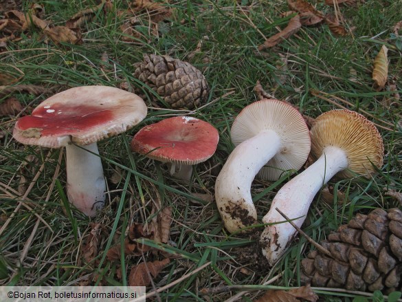 Russula sanguinaria