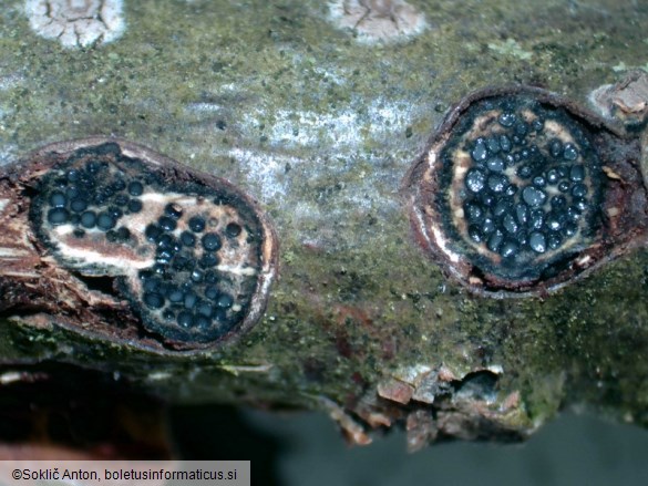 Biscogniauxia marginata