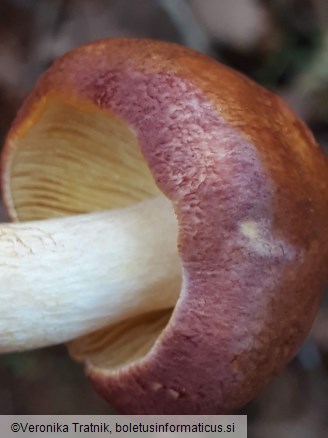 Tricholomopsis rutilans