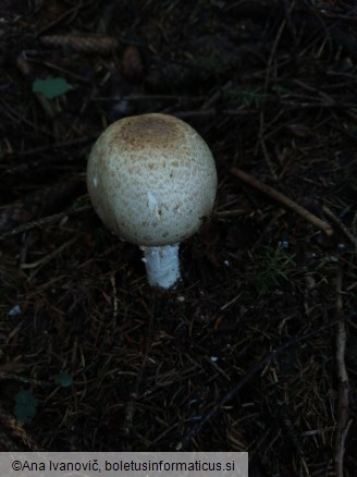 Agaricus augustus