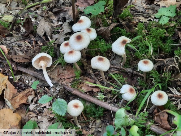 Lepiota cristata