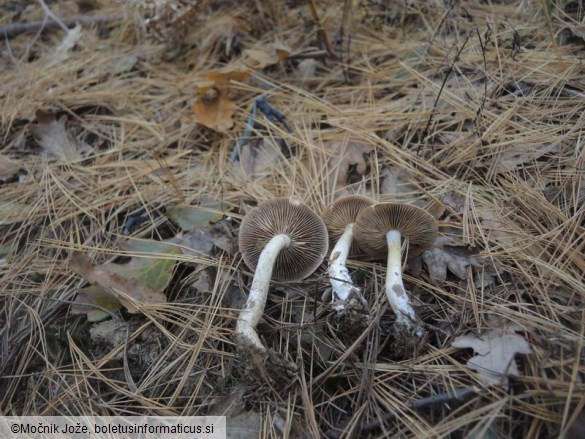 Cortinarius spilomeus