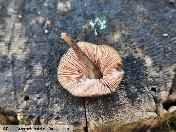 Pluteus notabilis