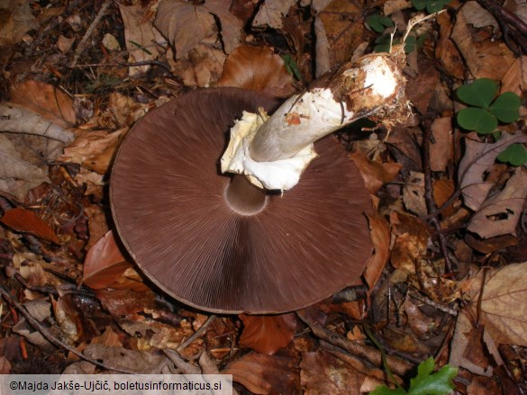 Agaricus silvicola