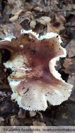 Russula vesca