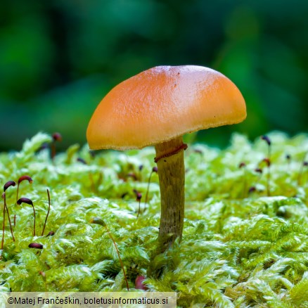 Galerina marginata