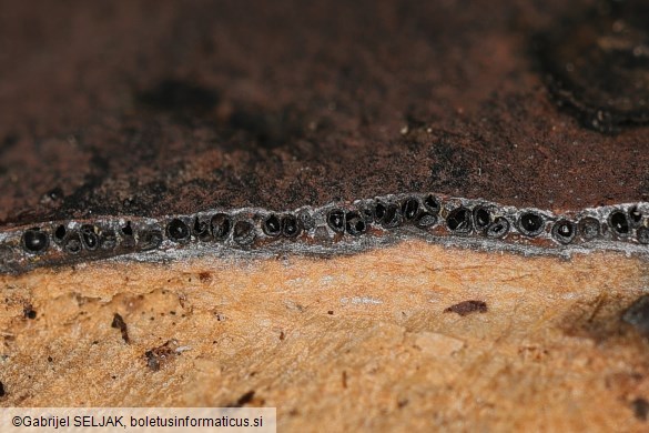 Hypoxylon petriniae