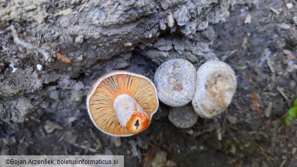 Lactarius semisanguifluus