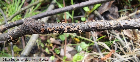 Velutarina rufo-olivacea