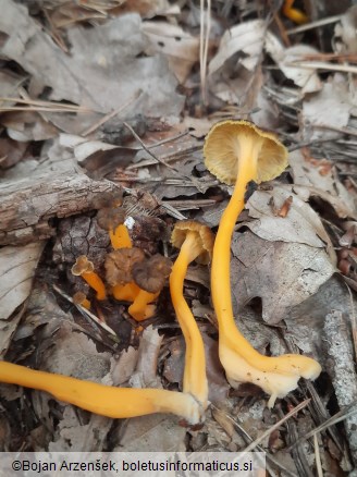 Craterellus lutescens