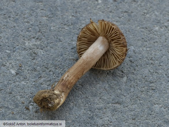 Inocybe subcarpta