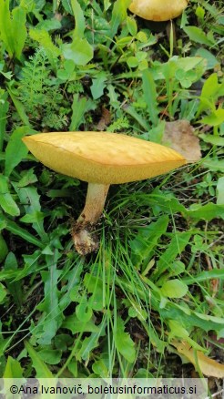 Suillus grevillei