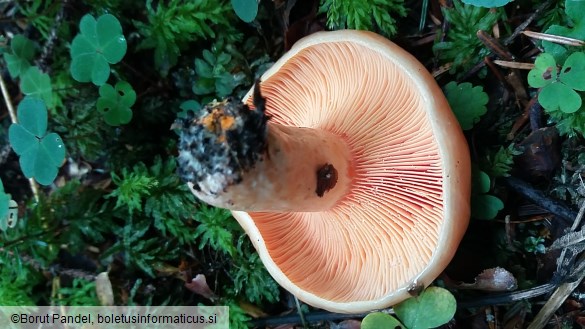 Lactarius semisanguifluus