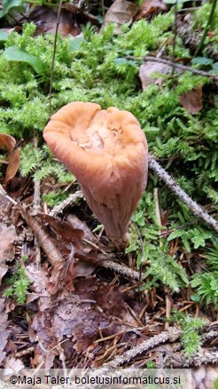 Clavariadelphus truncatus