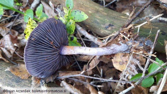 Cortinarius violaceus