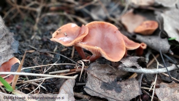 Lactarius lacunarum