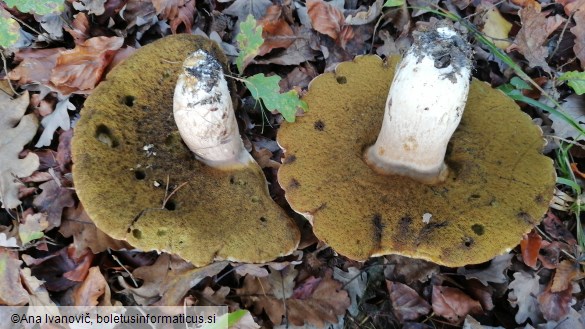 Boletus edulis