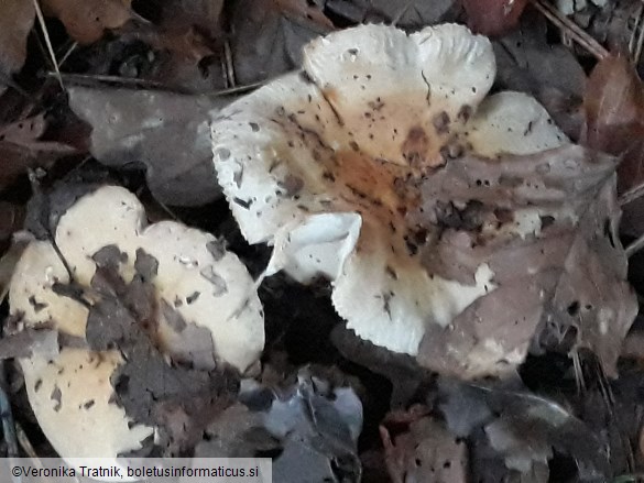 Russula fellea