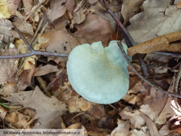 Clitocybe odora