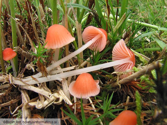 Mycena adonis