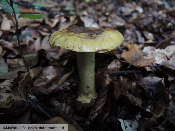 Cortinarius joguetii