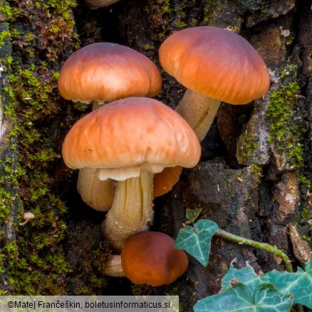 Cyclocybe cylindracea