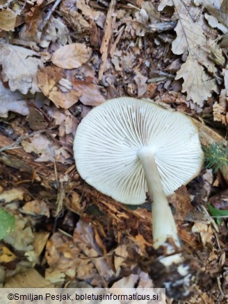 Megacollybia platyphylla