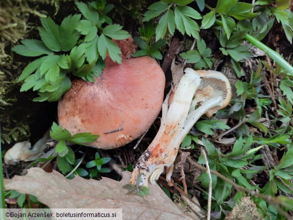Hypholoma lateritium