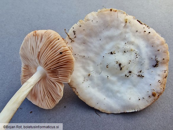 Pluteus pellitus