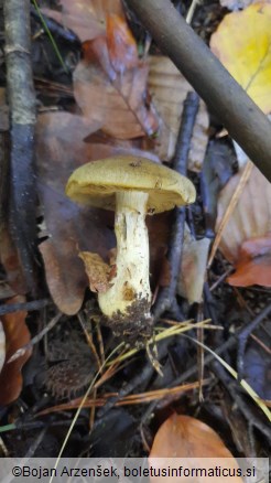 Cortinarius venetus