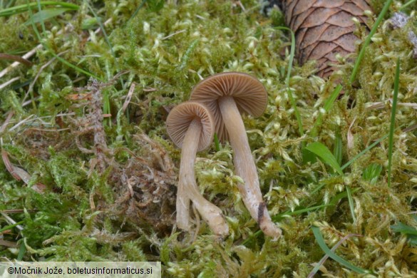 Entoloma vernum