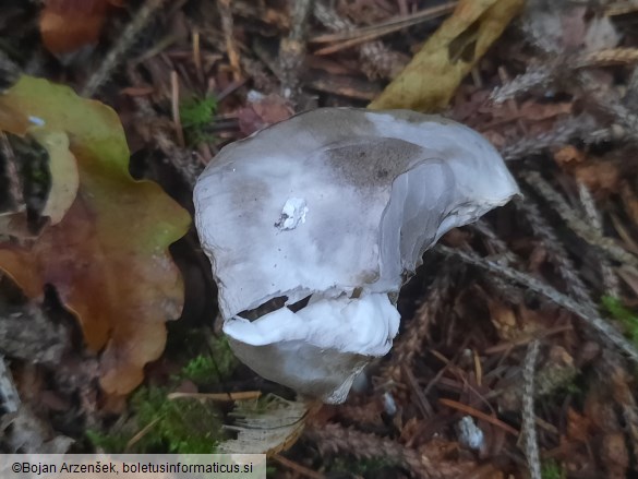 Hygrophorus agathosmus